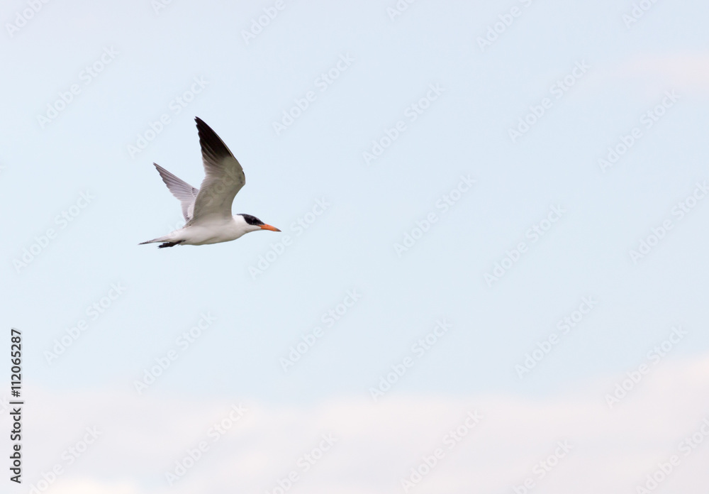 Obraz premium seagull flying in the sky
