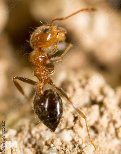 little ant in nature. super macro