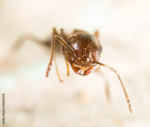 little ant in nature. super macro © schankz