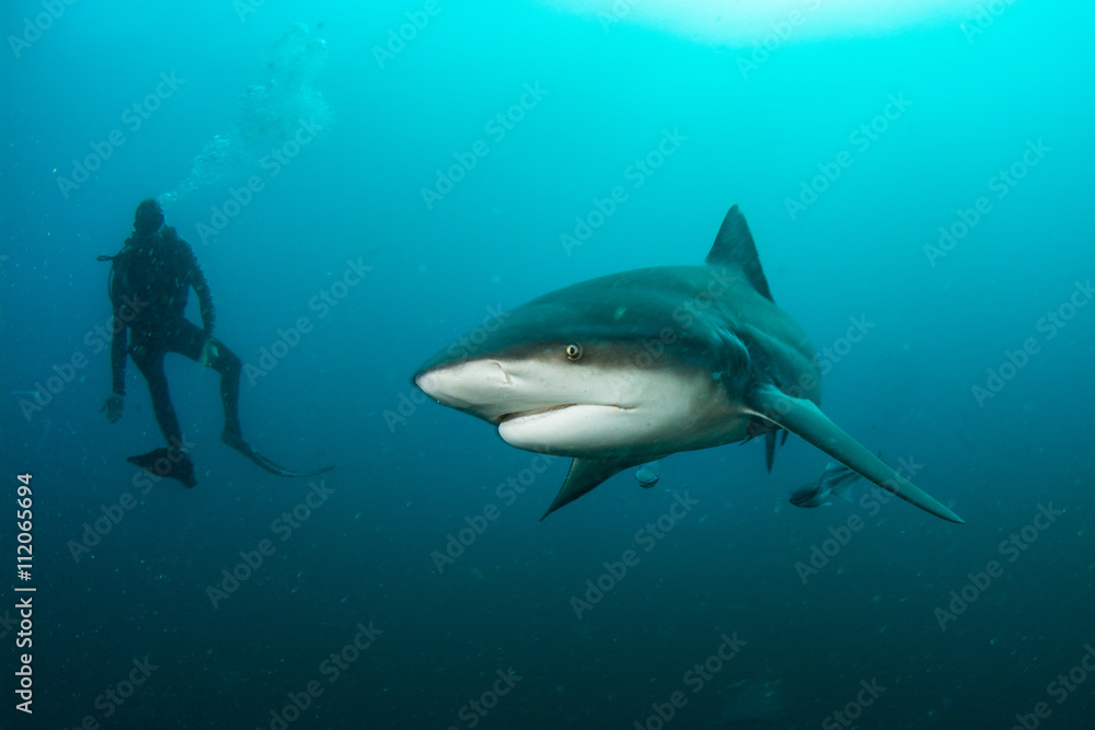 Naklejka premium giant bull shark / Zambezi Shark swimming in deep blue water