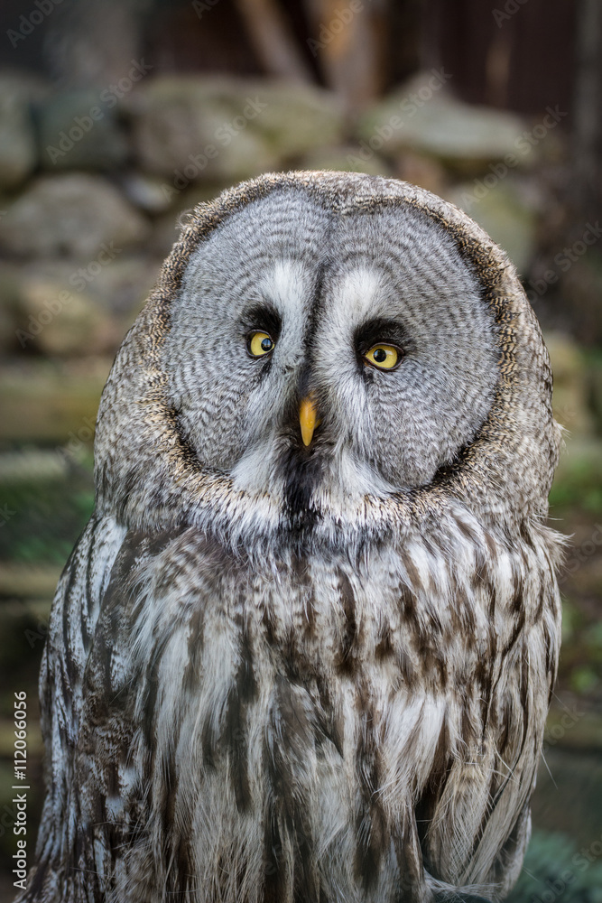 Great Grey Owl looking into the camera with beautiful bright eyes. Great Grey Owl looking into the camera with beautiful bright eyes.