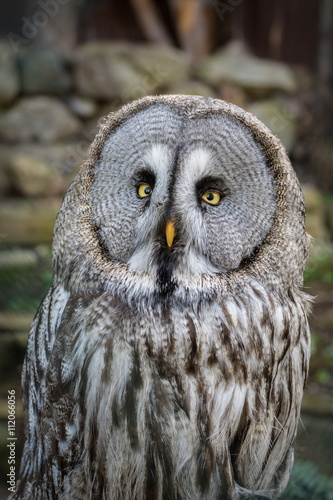 Great Grey Owl looking into the camera with beautiful bright eyes. 