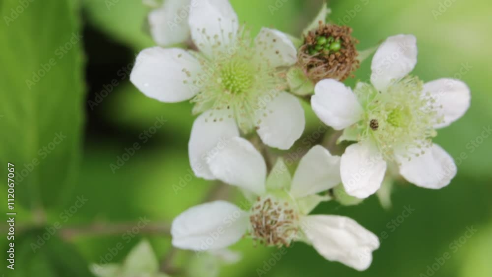 garden of italy white roses and bee move by the wind in wild. garden of italy white roses and bee move by the wind in wild.