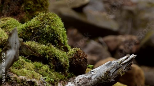 コマドリのつがい