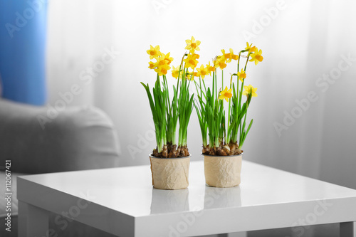 Fototapeta Blooming narcissus flowers on table indoors