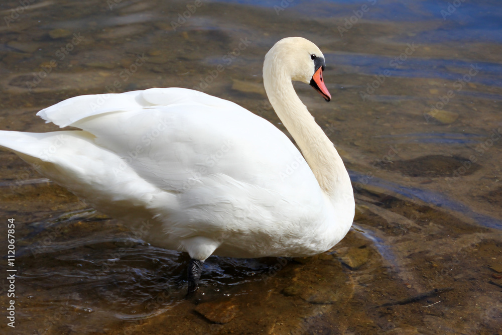 Naklejka premium White swan