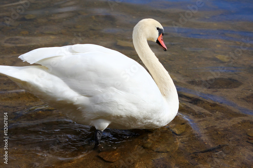 White swan