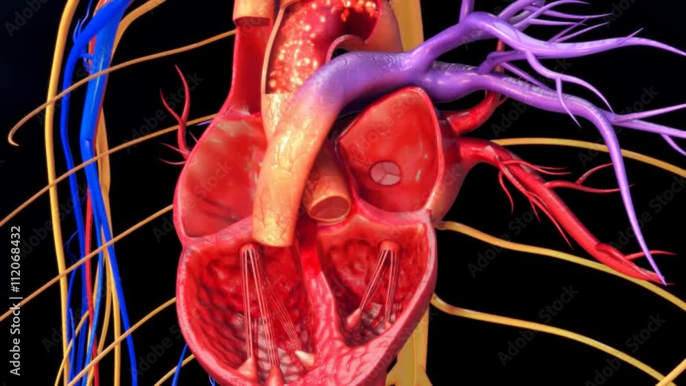 Blood circulation in heart