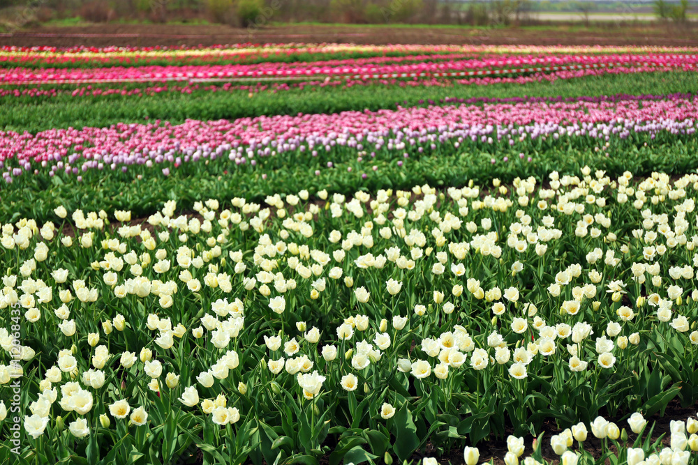 Beautiful colorful tulip fields