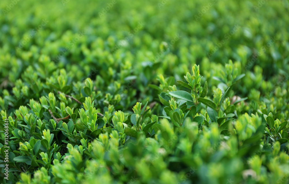 Green lush bushes in spring Green lush bushes in spring