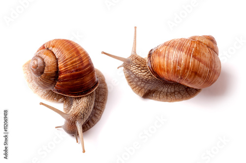 two live snail crawling on white background close-up macro