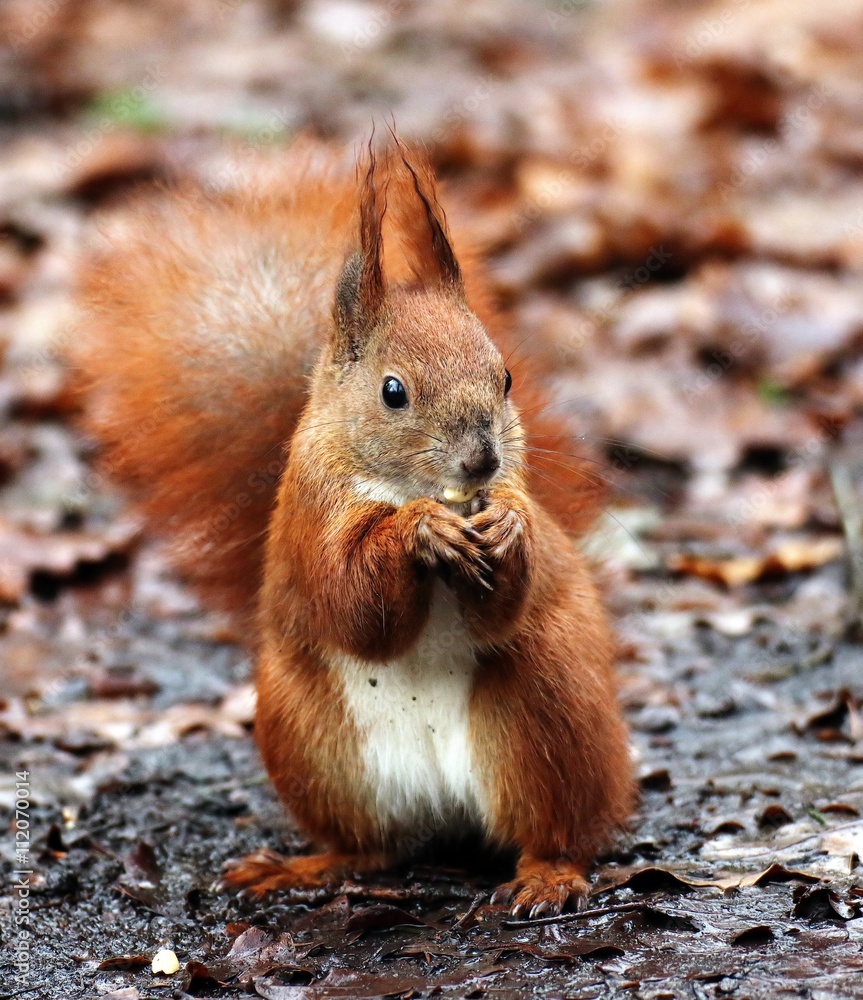 Fototapeta premium Eichhörnchen