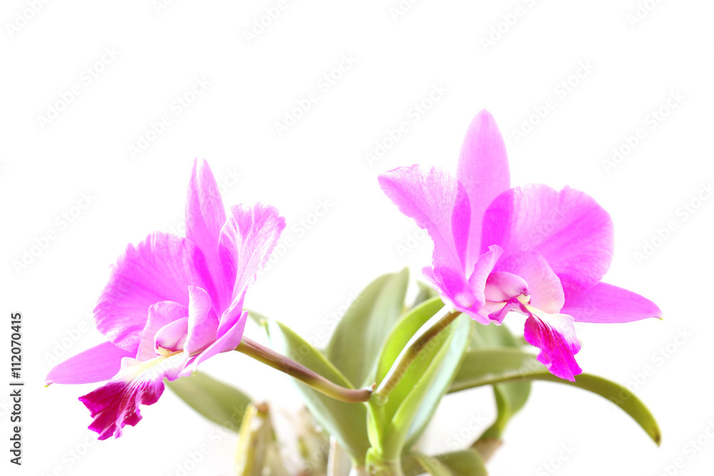 pink orchid flower blooming in soft mood pink orchid flower blooming in soft mood