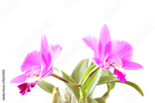 pink orchid flower blooming in soft mood