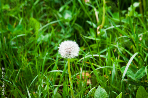 Dandelion on the meadow