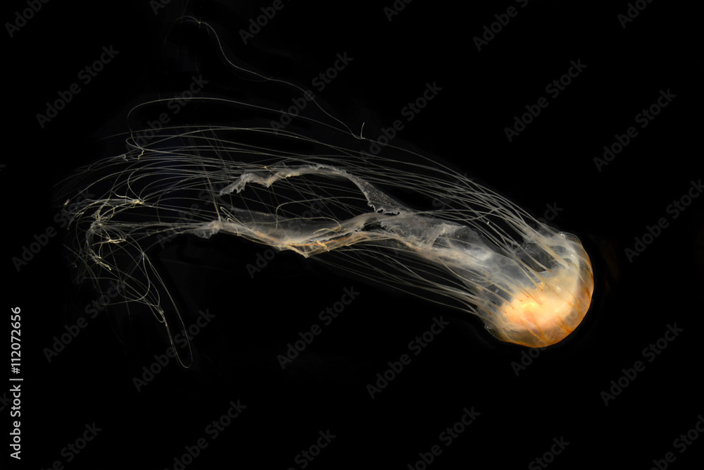 Illuminated jellyfish on black dark background. Jellyfish have a