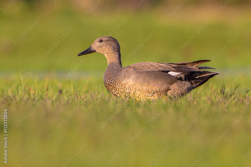 Male Gadwall standing in grassland Male Gadwall standing in grassland