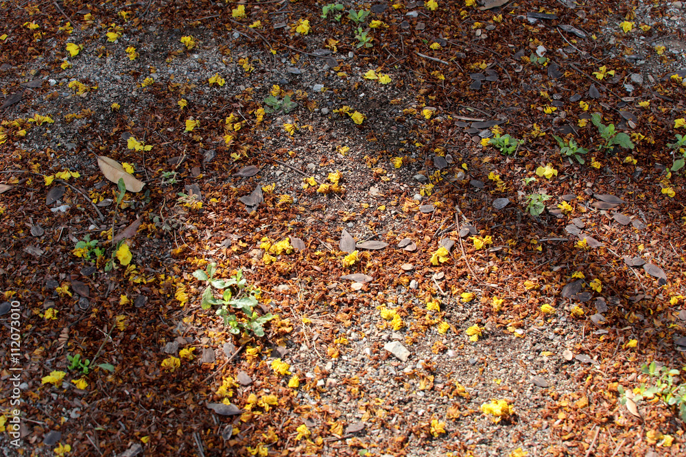 Autumn leaves on the lawn and have sunlight from morning sun. Autumn leaves on the lawn and have sunlight from morning sun.