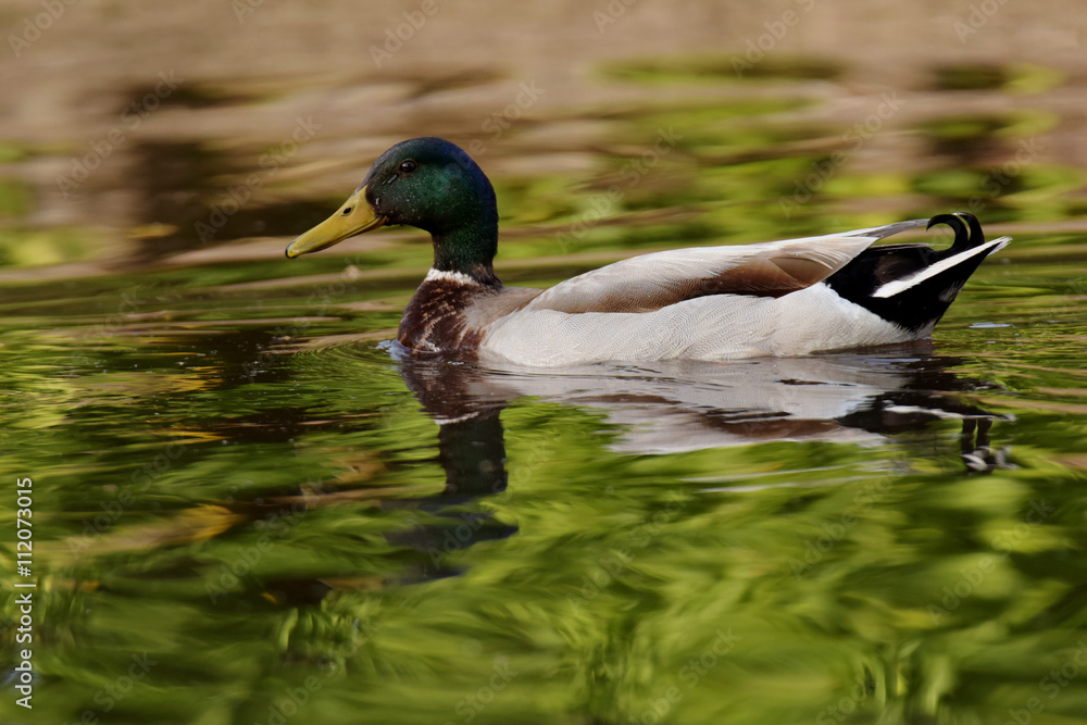 Obraz premium Mallard, Duck, Anas platyrhynchos