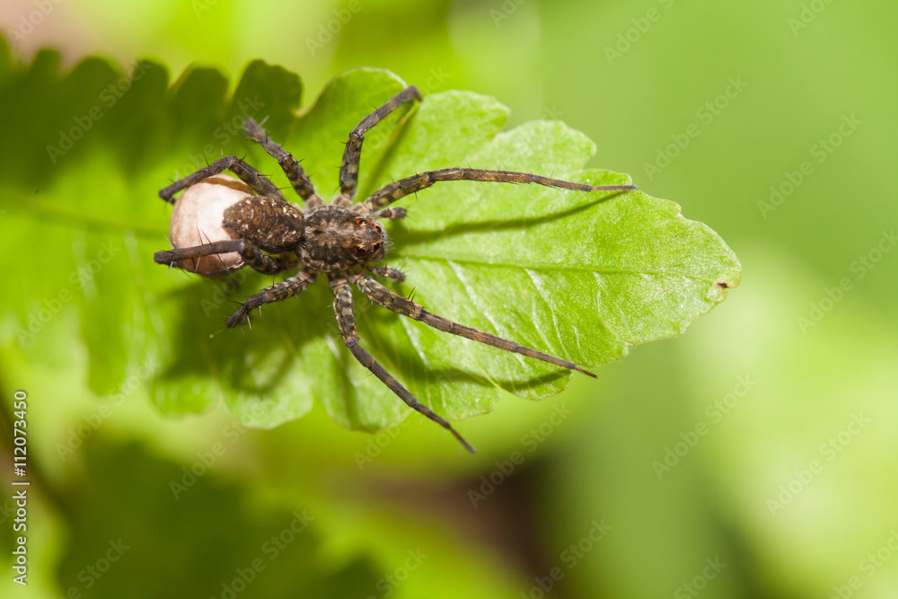 Spider predator wait for victim in the nature Spider predator wait for victim in the nature