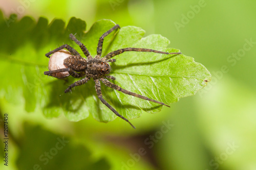 Spider predator wait for victim in the nature © lirtlon