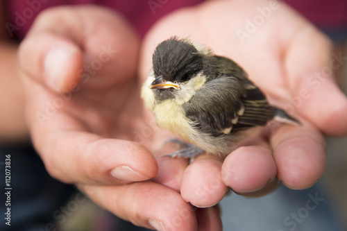 baby bird in palm © Memed ÖZASLAN