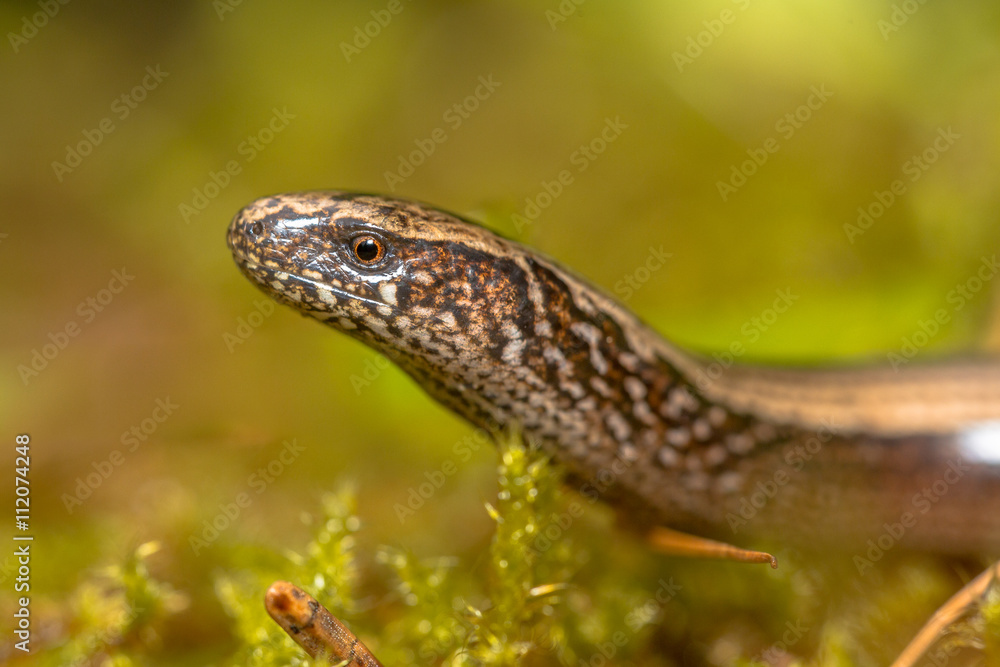 Slow worm Portrait Slow worm Portrait