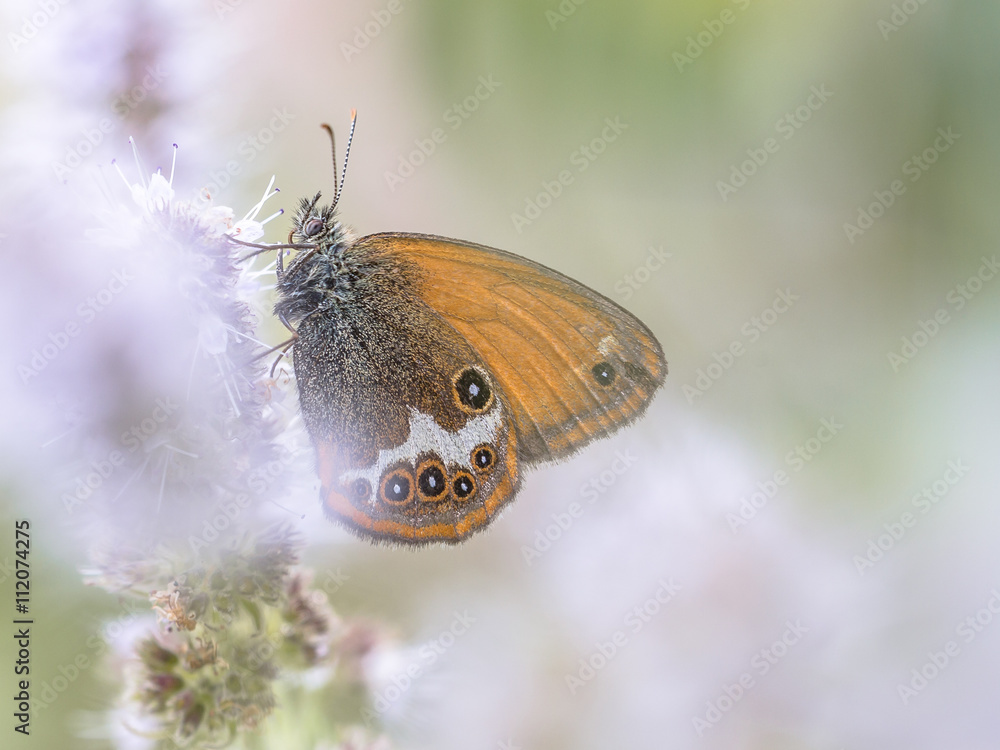 Fototapeta premium Pearly Heath