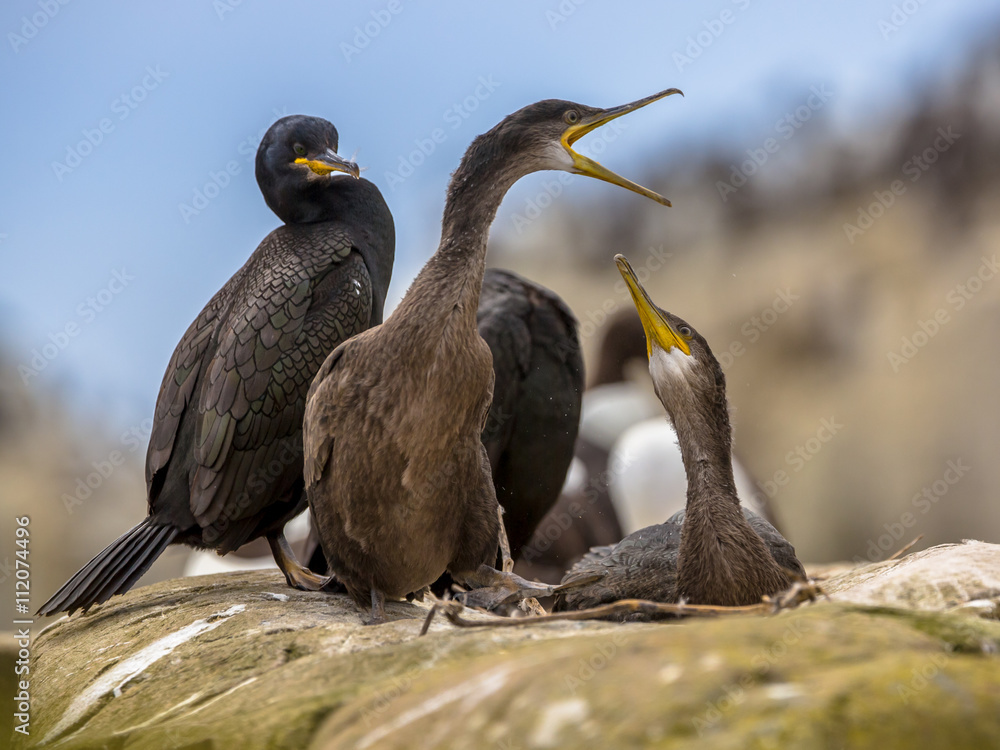 Fototapeta premium Juvenile European shags on nest