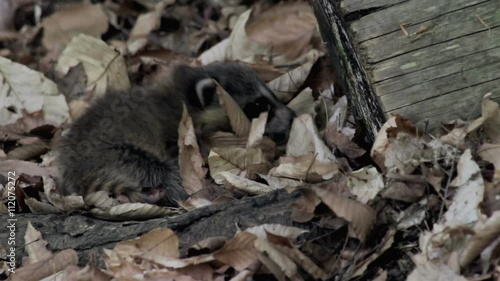 baby raccoon crawls through dry leaves on the forest floor