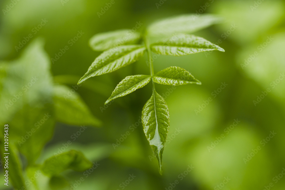 Raindrops on green leaves Raindrops on green leaves