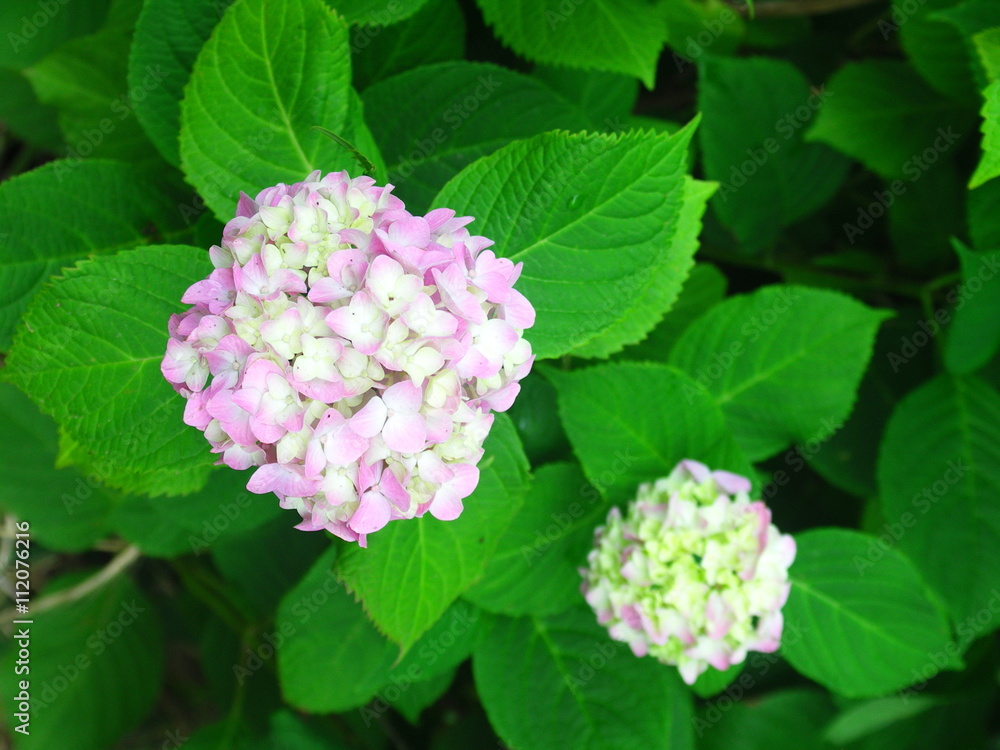 紫陽花の花 紫陽花の花
