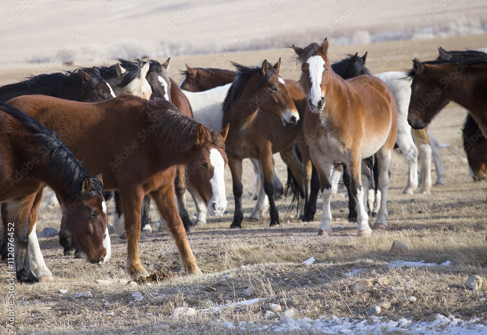 Wild Horses of Wyoming Wild Horses of Wyoming
