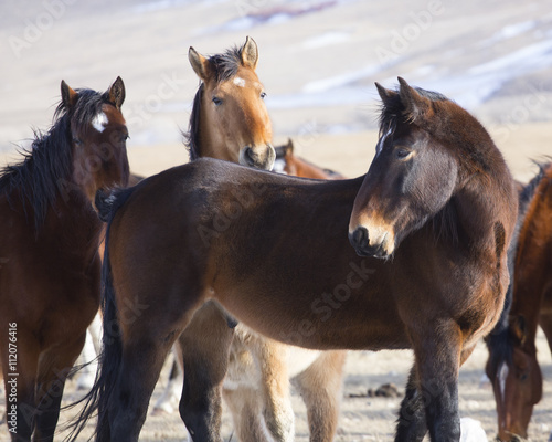 Wild Horses of Wyoming