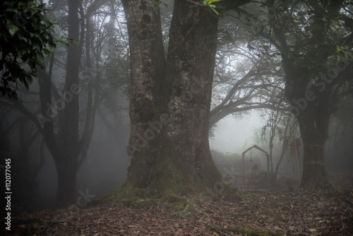 Fototapeta Naklejka Na Ścianę i Meble -  Foggy Day in Forest