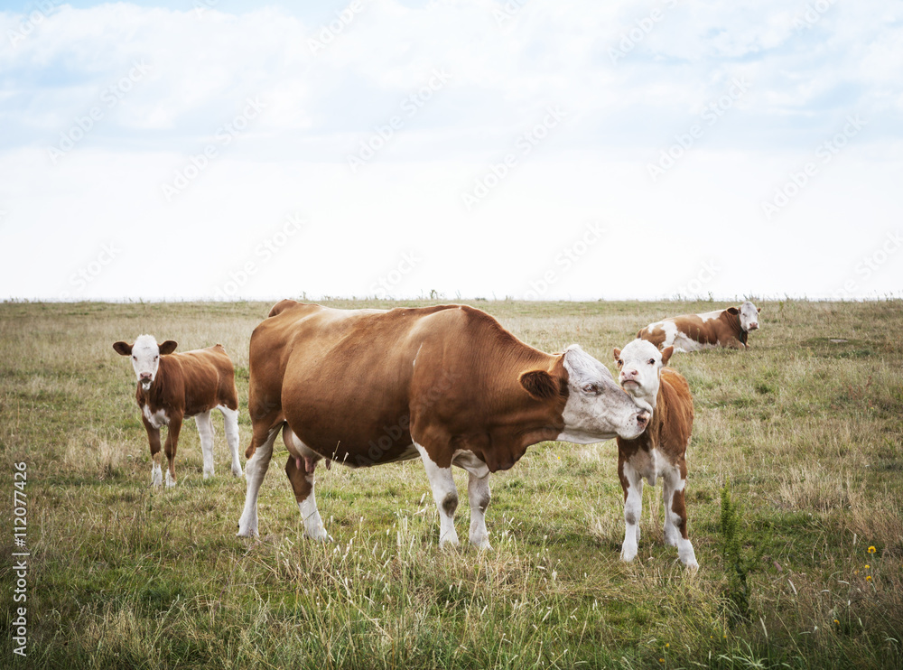 Cows on pasture Cows on pasture