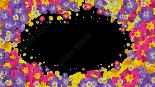 Flower transition plant petal bloom summer garden loop 4k