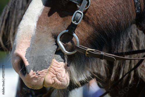 detail of a bit in the mouth of a clydesdale horse