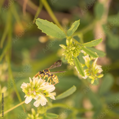 Paper Wasp on White Flower
