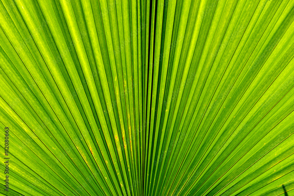 Sun shining through a green leaf in the morning, Korat Thailand Sun shining through a green leaf in the morning, Korat Thailand