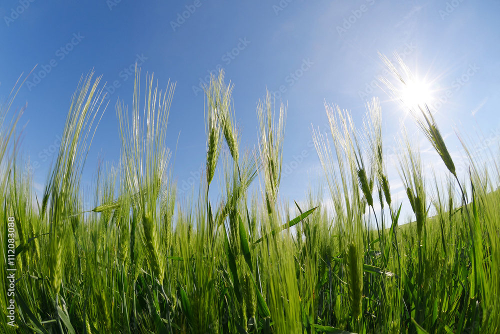 Green barley field in sunny day