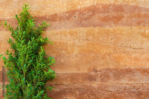 tree leaves and rammed earth wall