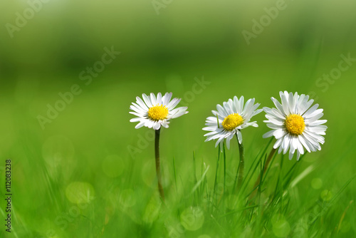 Daisy flowers in grass. Soft focus. Natural background.