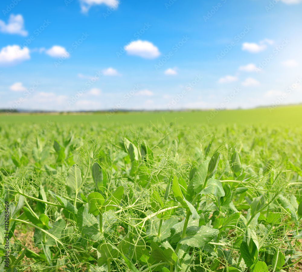 Pea field in sunny day. Pea field in sunny day.