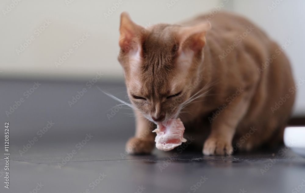 Naklejka premium Red cat eats.