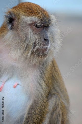 Tioman  Malaysia - April 17  2016  A female long tailed macaque monkey stares intently while sitting inside a forest area of Pulau Tioman island  Malaysia.