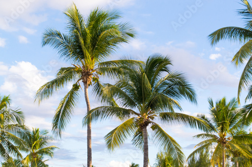 Cocotiers, palmiers, exotique