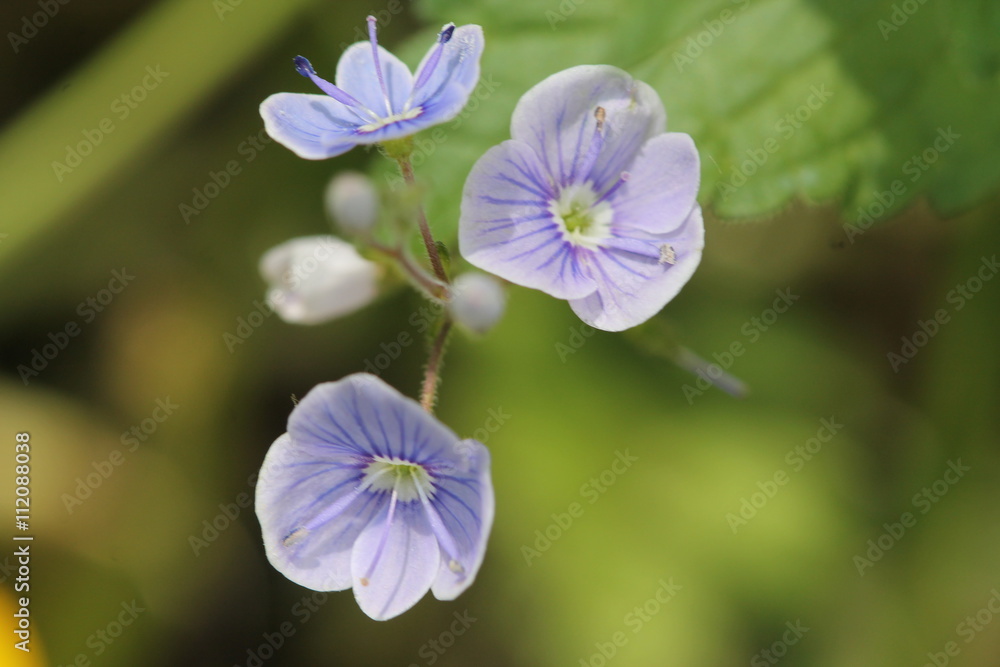 Blue little flowers close up and green grass. Blue little flowers close up and green grass.