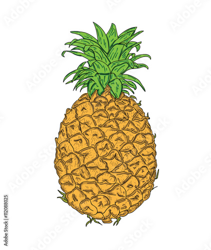 Pineapple. Vector illustration.