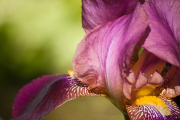 Papier peint photo Iris Iris violet sur décor floral nature  © natalypaint